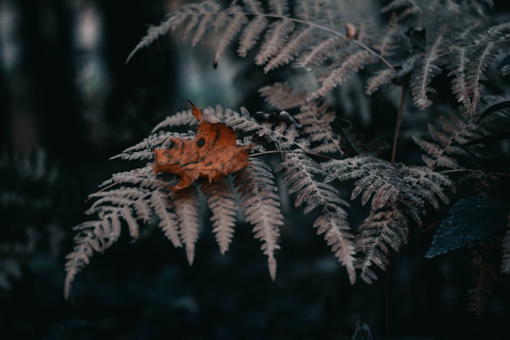 green fern plants in close-up photography