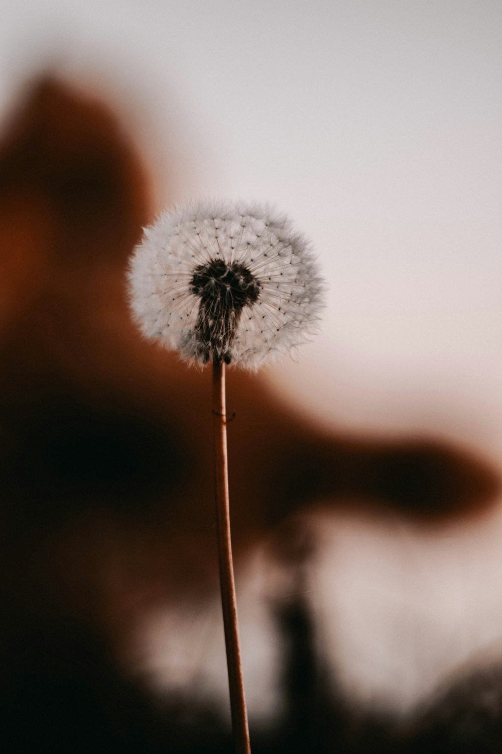 focus photography of white dandelion flower