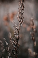 close-up of natural medicinal plants used in homeopathic remedies, emphasizing purity and nature