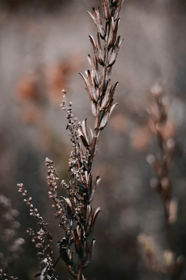 A cinematic close-up of historically accurate 18th-century rustic plant decor on a film set.