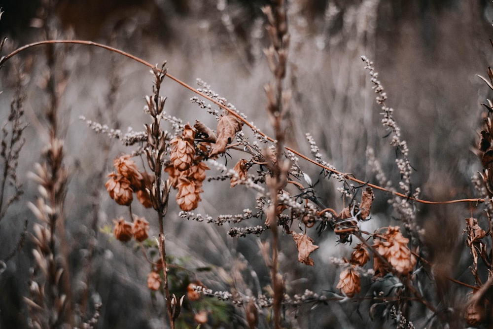 photo of plants with dry leaves