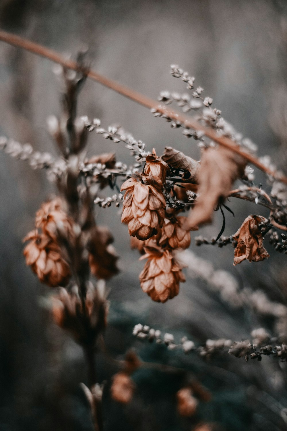 selective focus photography of brown acorns