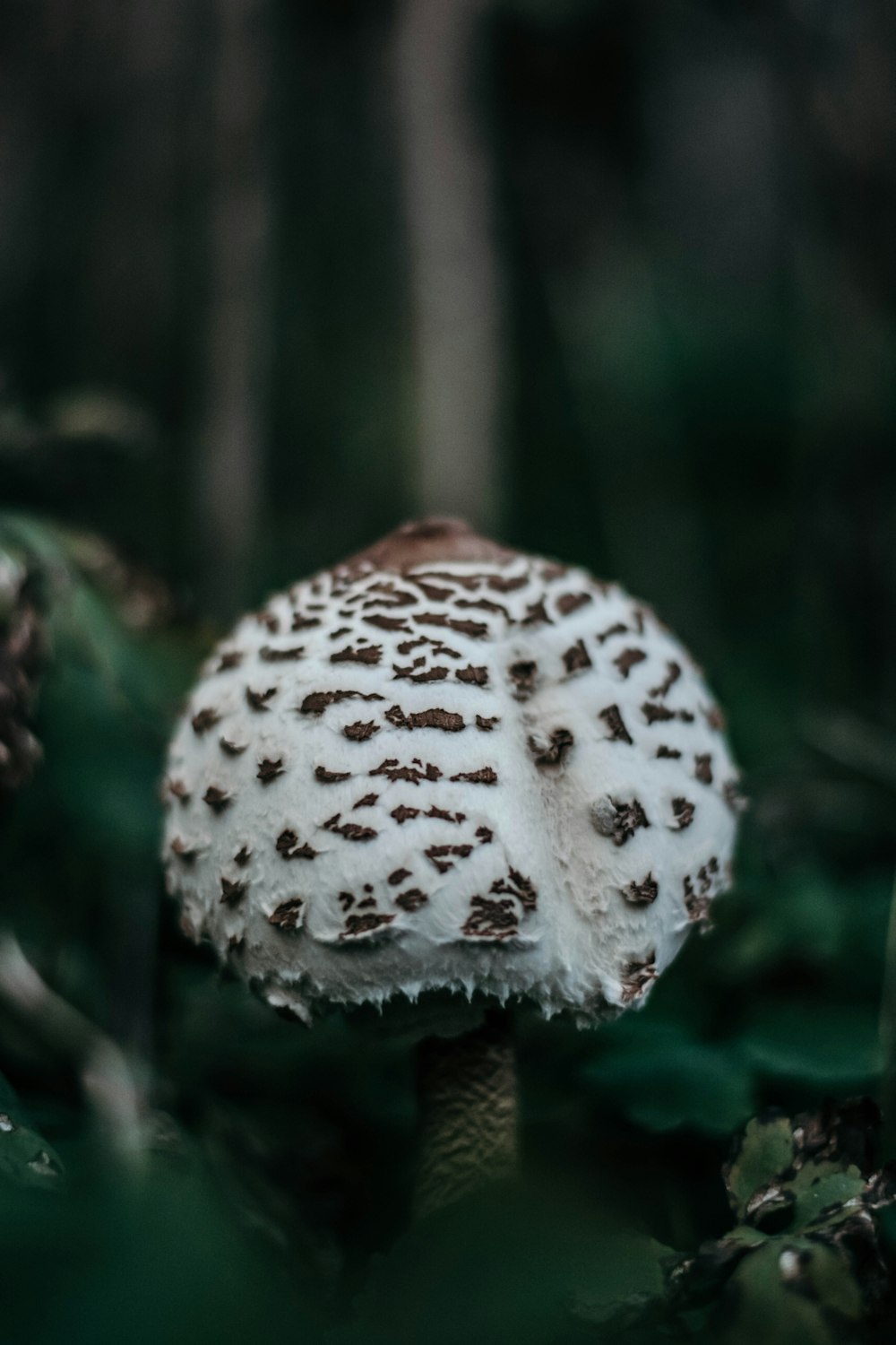 closeup photography of white mushroom