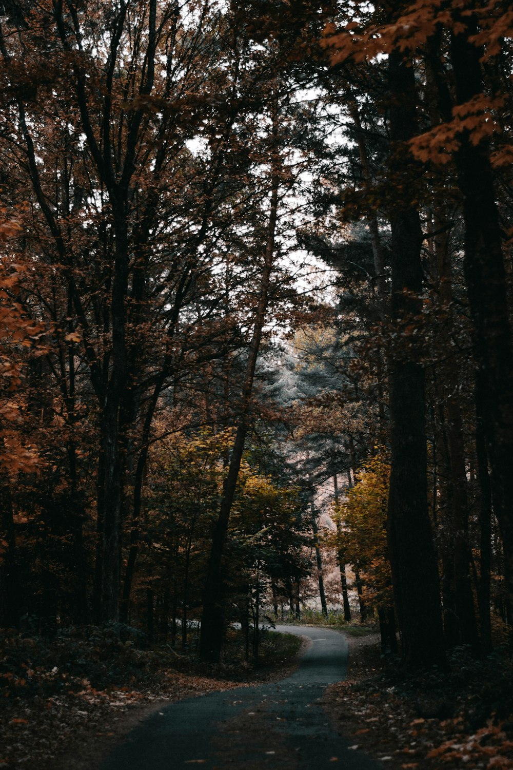 gray asphalt road in forest