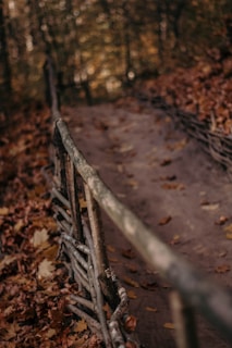 A quiet dirt path winding through a forest with autumn leaves scattered on the ground.