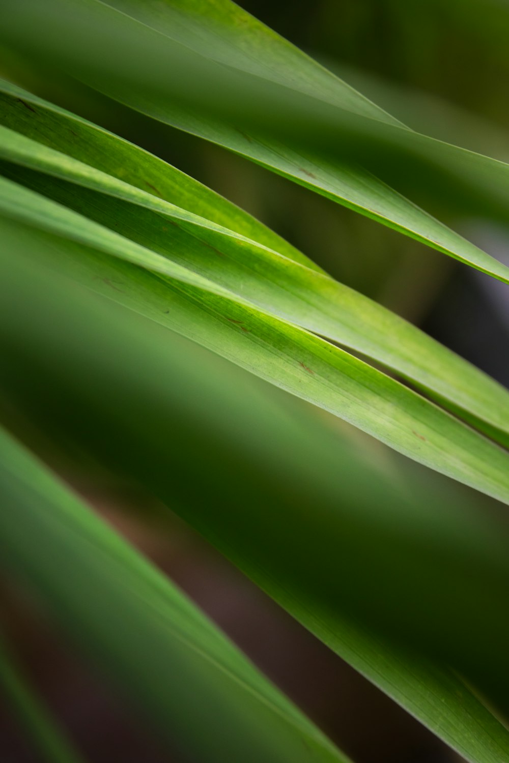green leaf plant in close up photography
