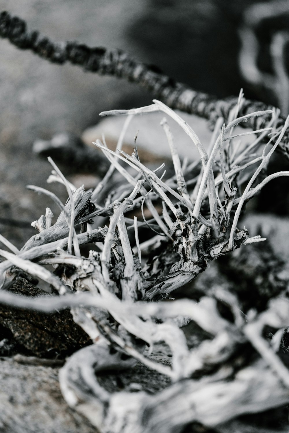 dried branches grayscale photography