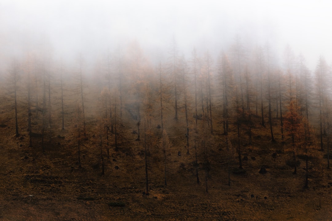 Forest photo spot Lappach Bolzano