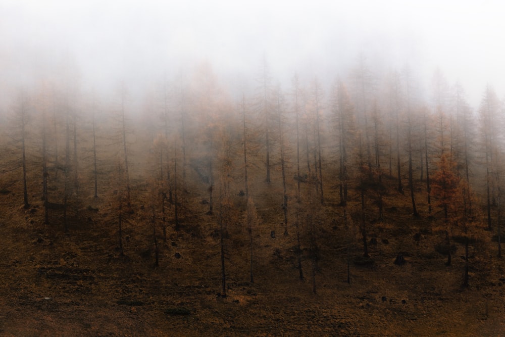 forest trees during daytime