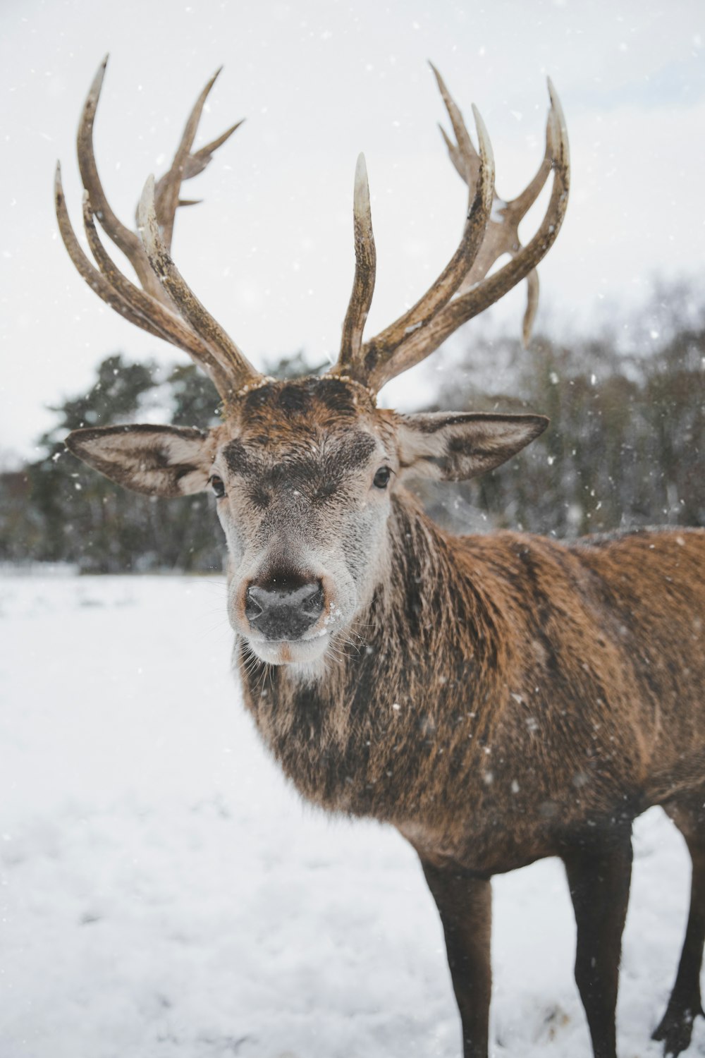 Ciervo marrón en un campo nevado