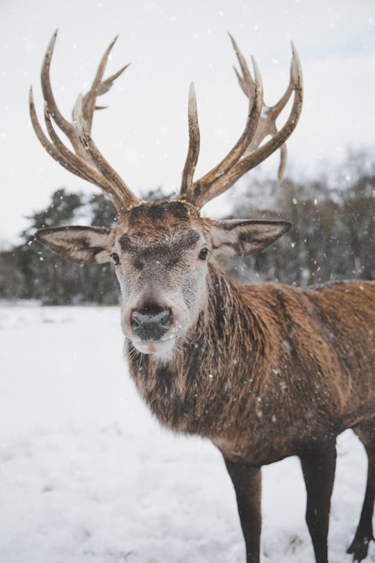 brown deer on snow field in Kottenforst Germany