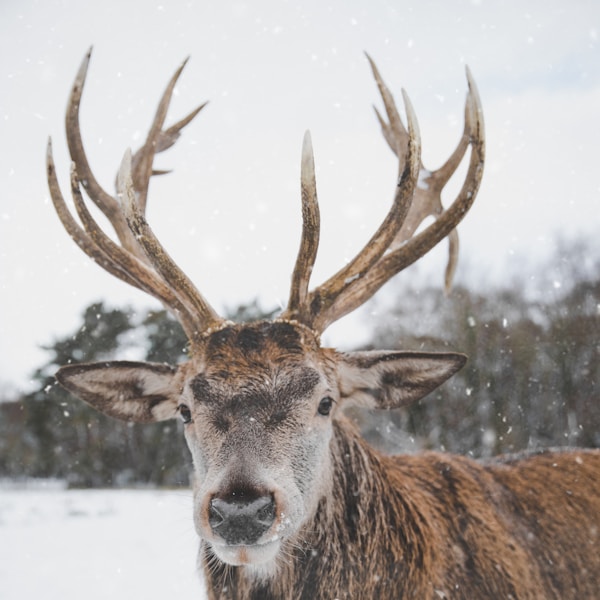 brown deer on snow field