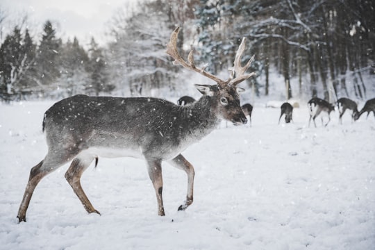 gray deer on snow in Kottenforst Germany