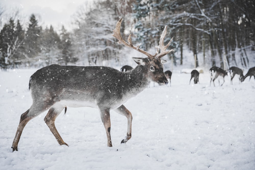 gray deer on snow