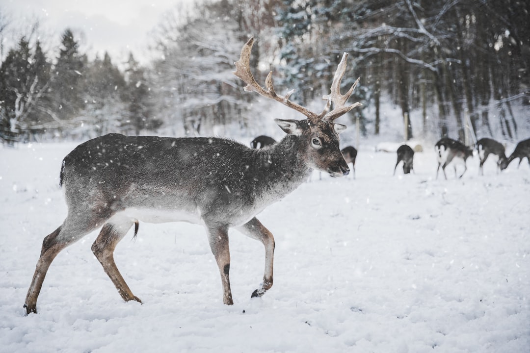 Wildlife photo spot Kottenforst Erkelenz