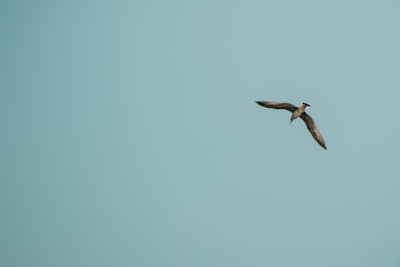 brown bird flying