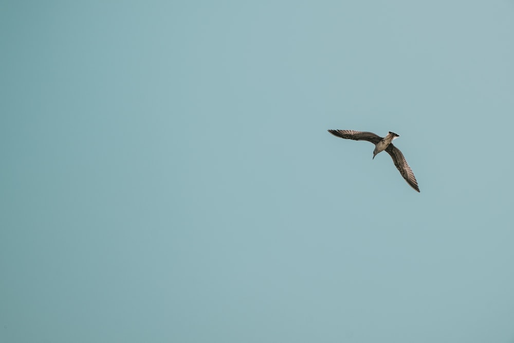 pájaro marrón volando