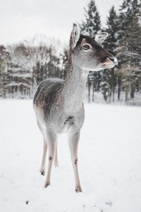 deer standing on snow-coated ground in Kottenforst Germany