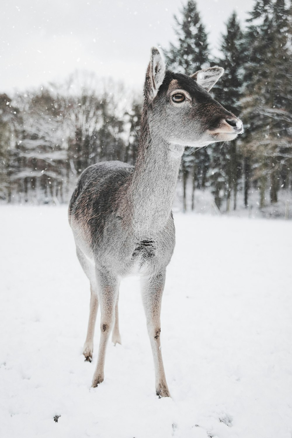 deer standing on snow-coated ground