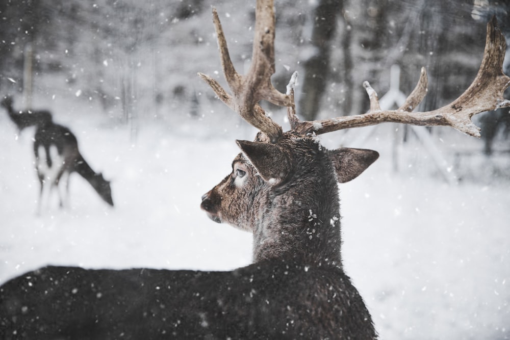 deer looking through snow