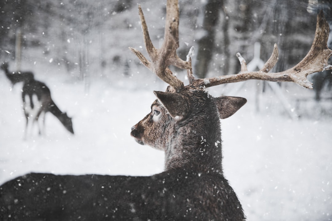 Wildlife photo spot Kottenforst Johannisberg