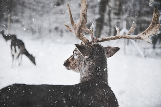 deer looking through snow in Kottenforst Germany