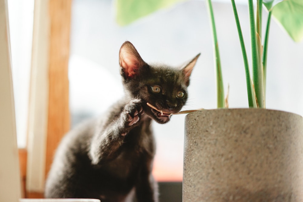 black kitten biting green plant