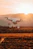 flying DJI Phantom 4