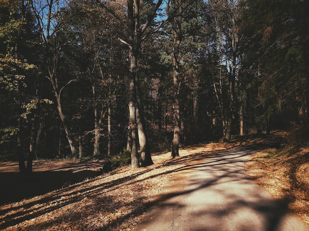 green leafed trees during daytime