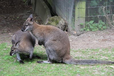 two brown kangaroo on green grass mammal zoom background