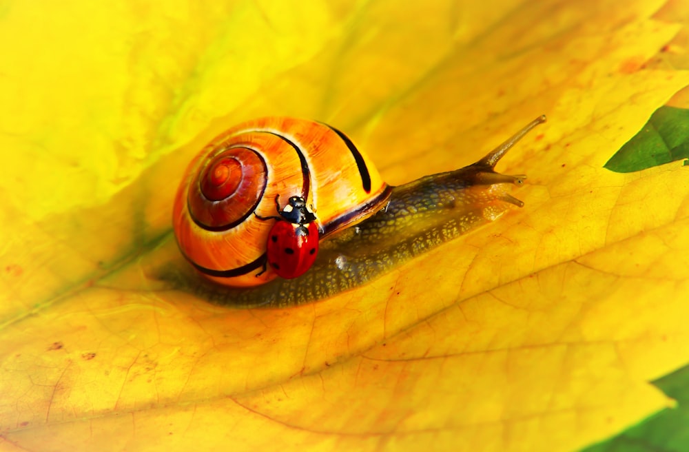 ladybug on yellow snail