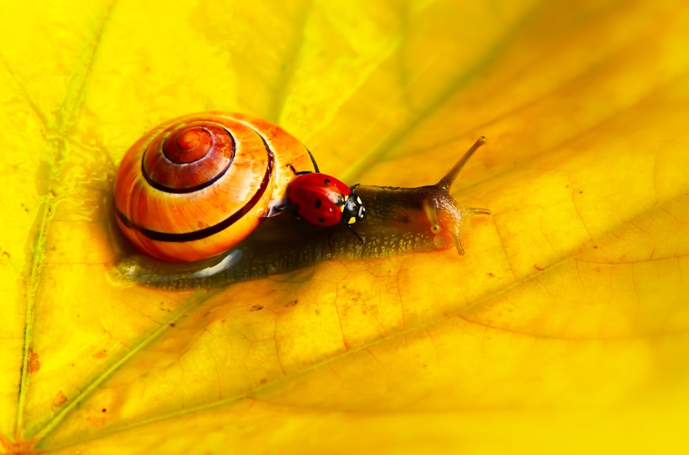ladybug on snail