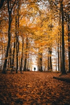 persons standing near trees