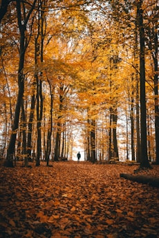 persons standing near trees