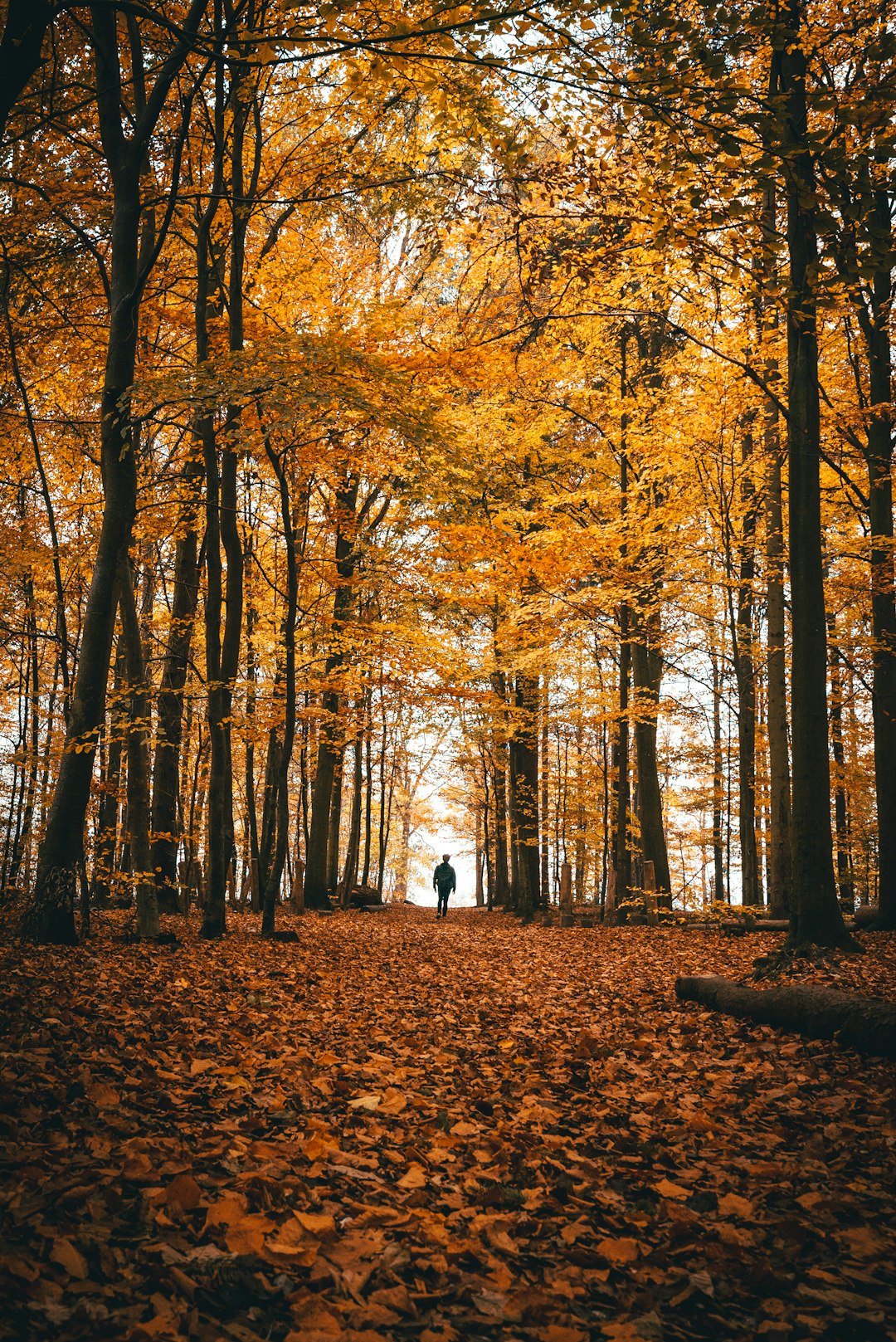 Forest photo spot Boserup Skov Copenhagen