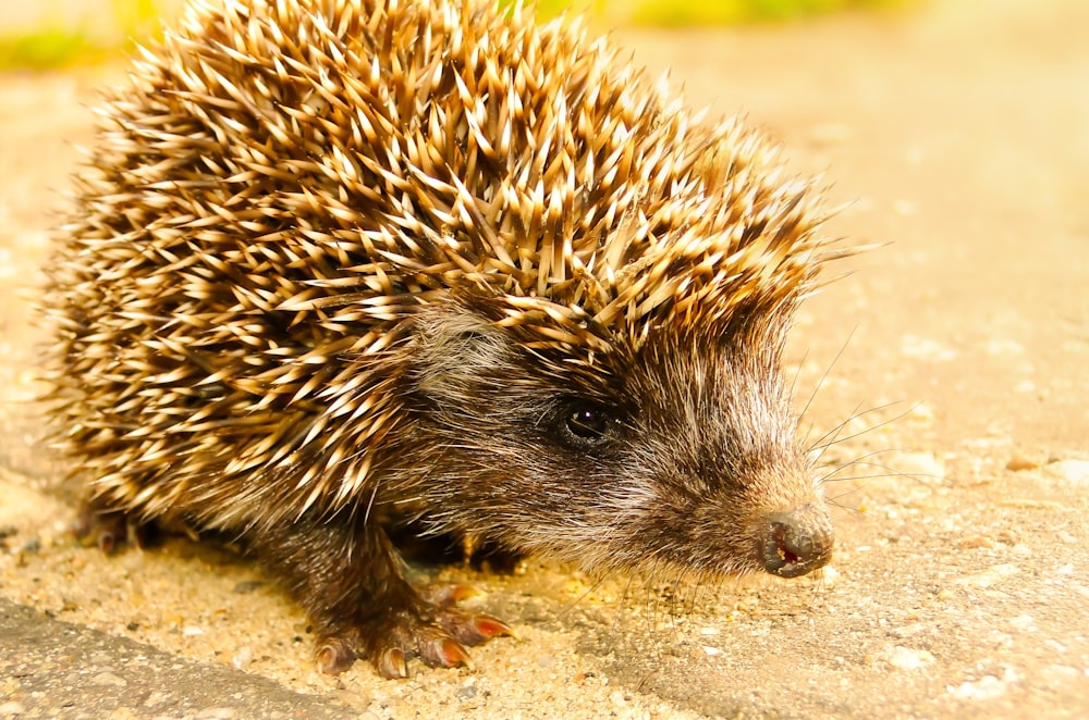 Brauner Igel auf dem Feld