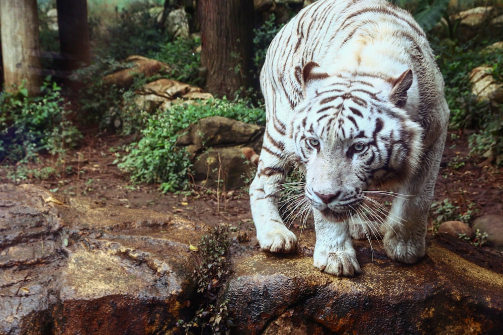 Tigre blanc sur une formation rocheuse brune
