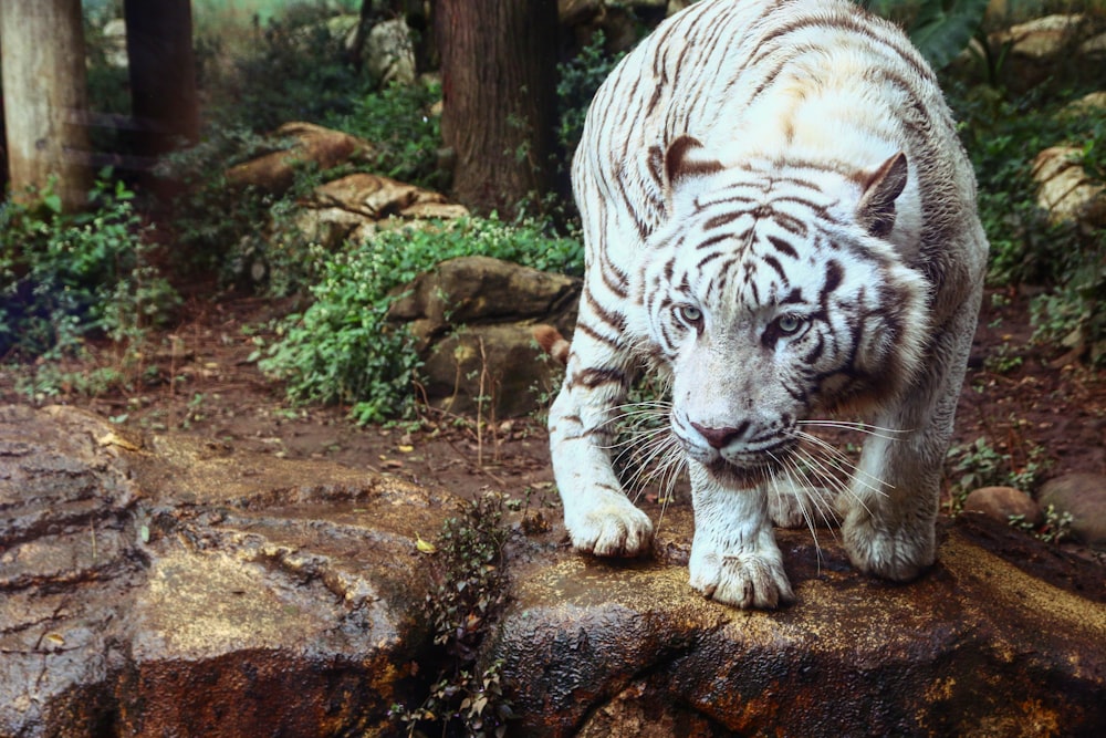 Tigre blanco en formación rocosa marrón