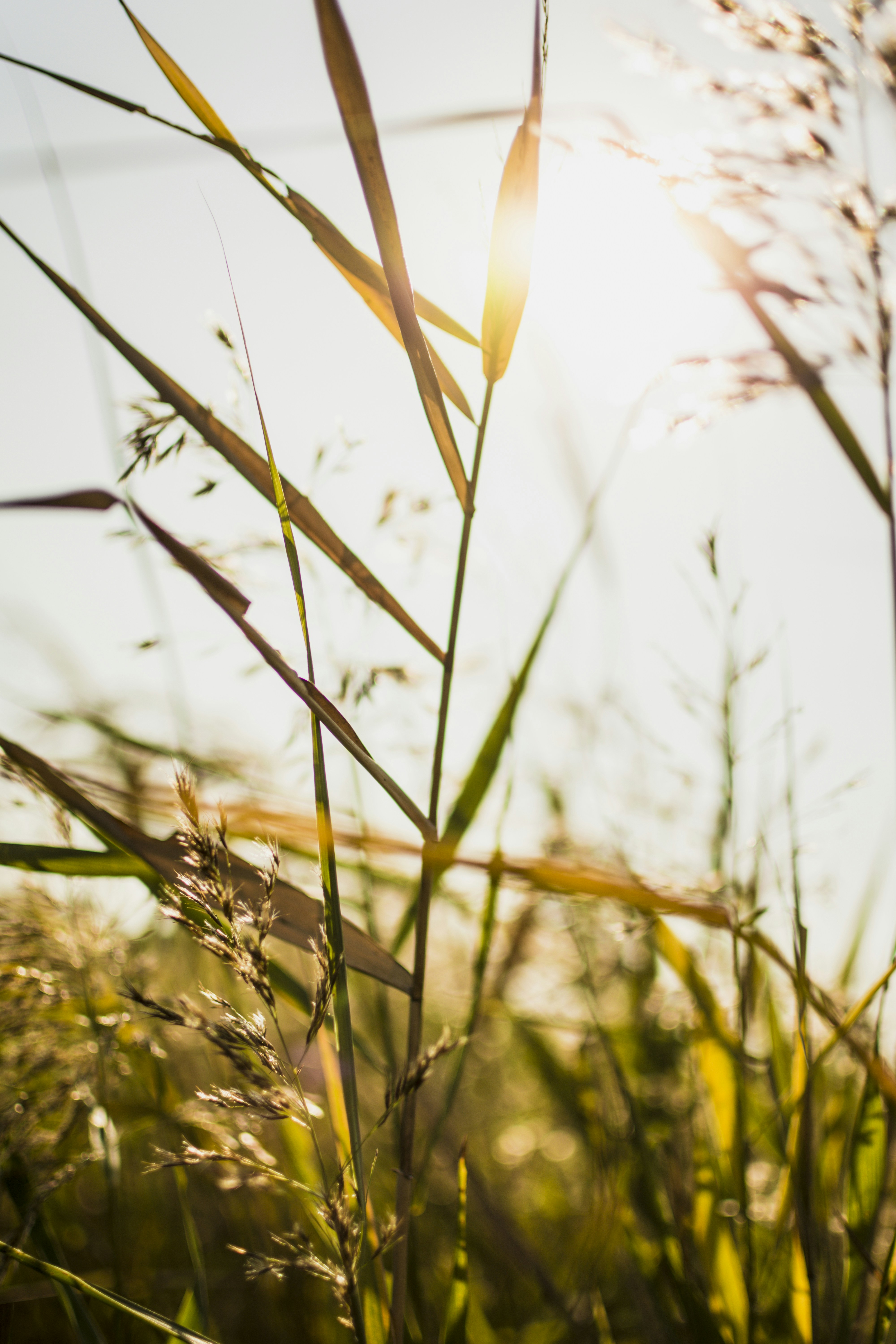 Photo by janoschlino