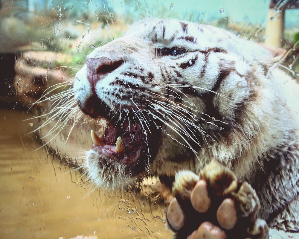 white tiger in front of glass wall