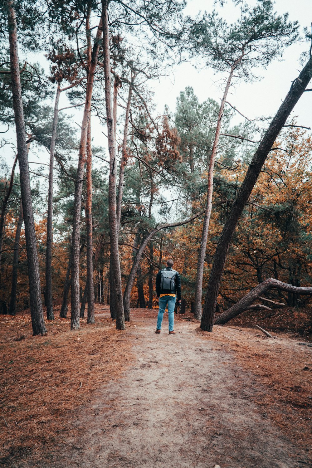 person standing in middle of woods during daytime