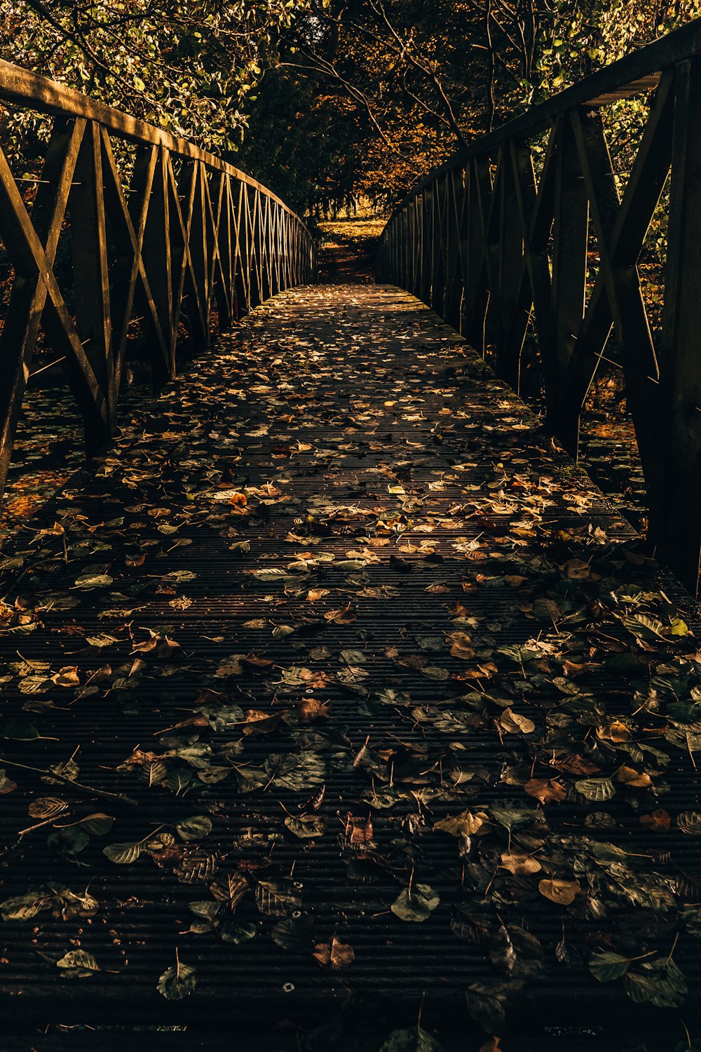 folhas marrons e verdes na ponte durante o dia