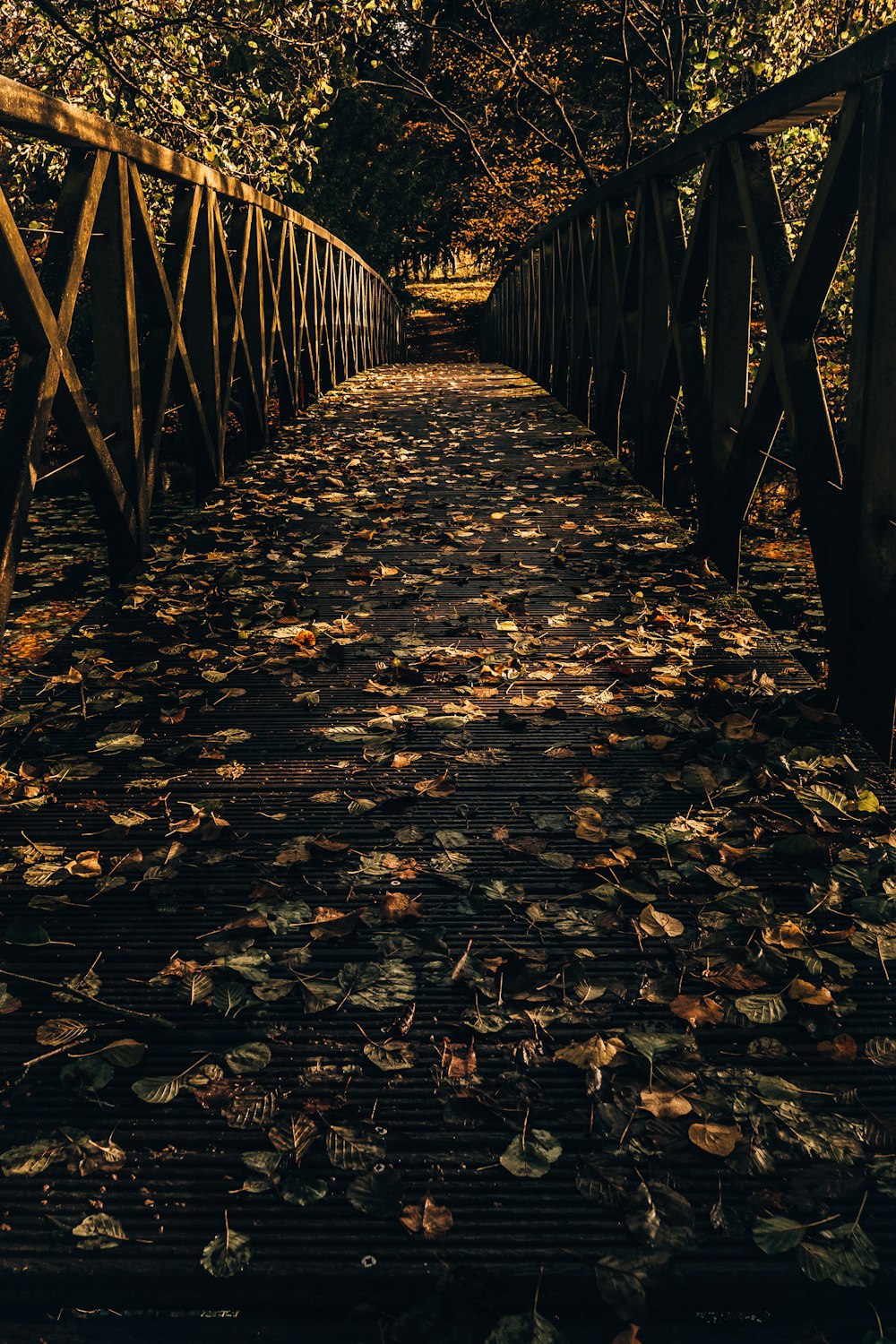 feuilles brunes et vertes sur le pont pendant la journée