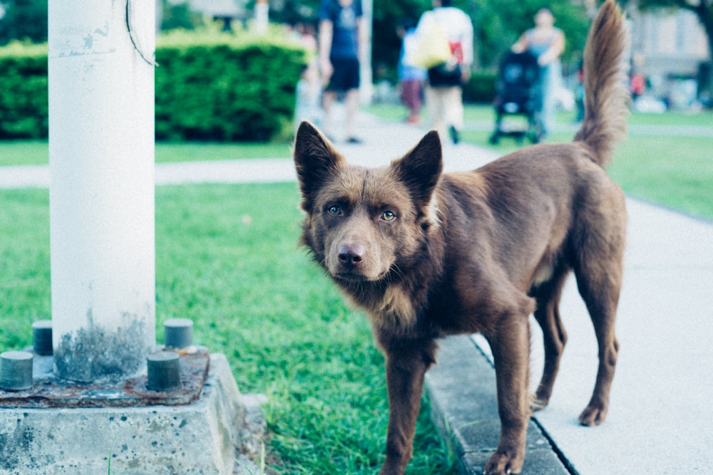 brown dog beside metal post