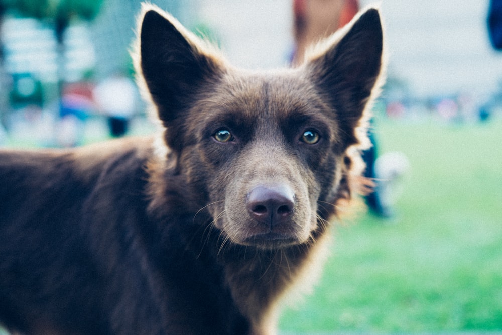 close-up photography of black spitz