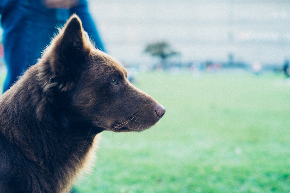 short-coat tan dog close-up photo