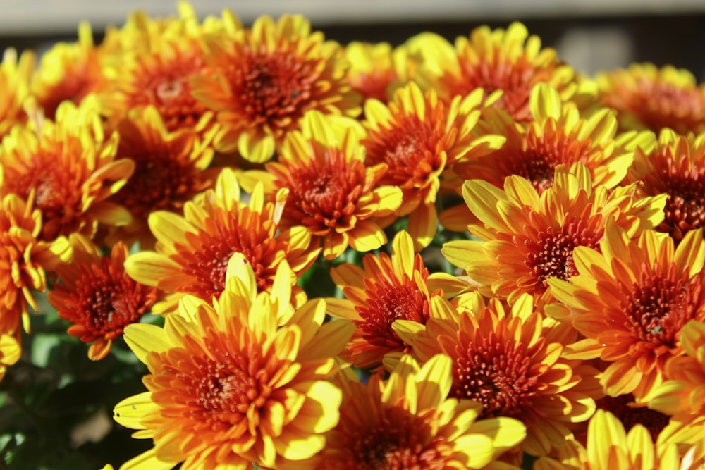 orange-and-yellow petaled flowers