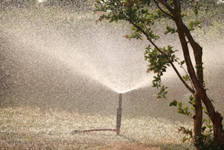 garden sprinkler beside tree