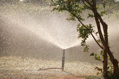 garden sprinkler beside tree