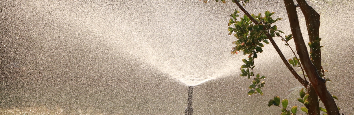 garden sprinkler beside tree